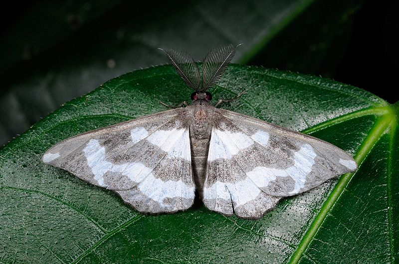 人気を誇る leucomela Hyposidra 白條黯鉤尺蛾- 物種頁面 DearLep 時計